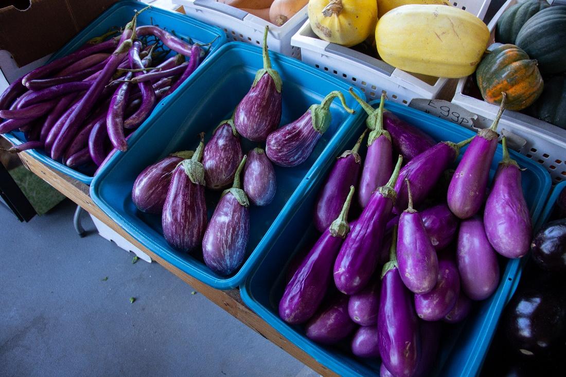 can-dogs-eat-eggplant-and-how-much-is-safe