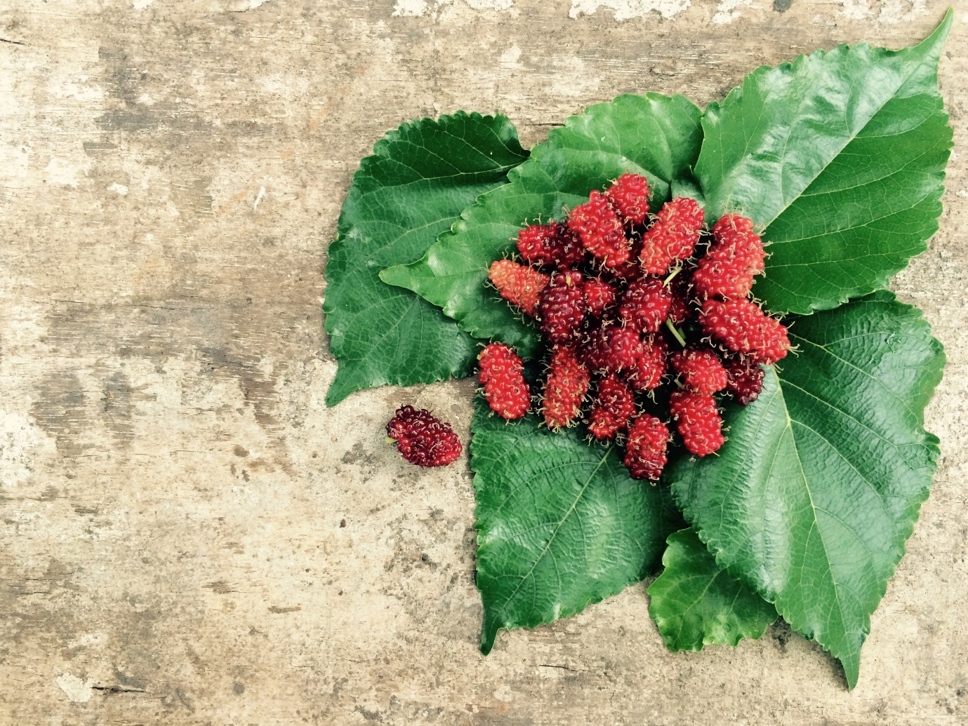 can-dogs-eat-mulberries-risks-safety-tips