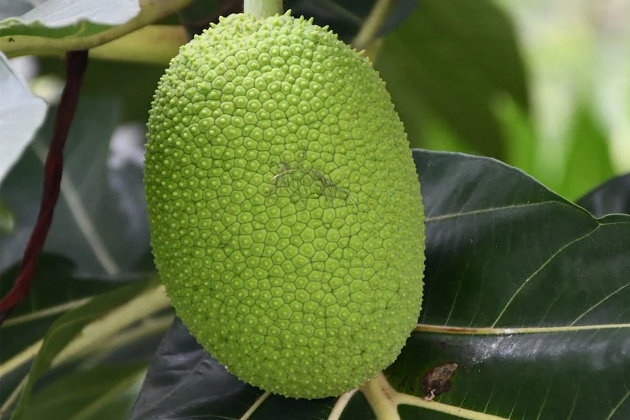 Can Dogs Eat Jackfruit? Risks & Safety Tips