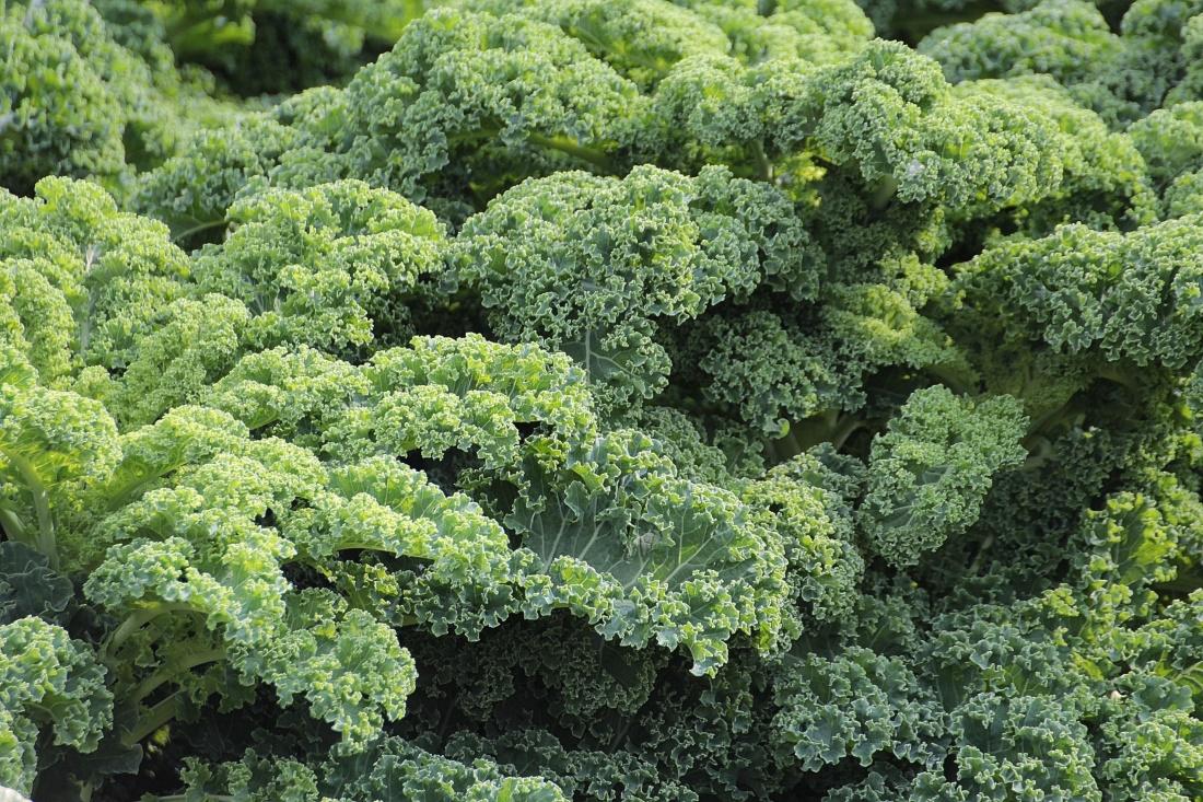 Can Dogs Eat Kale? Helpful Kale Feeding Tips